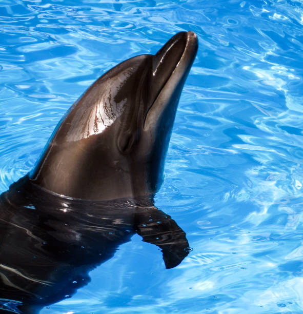 istock The head of a bottlenose dolphin 874555318