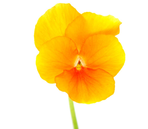 istock Beautiful daisy flowers isolated on  white  background cutout 874557022