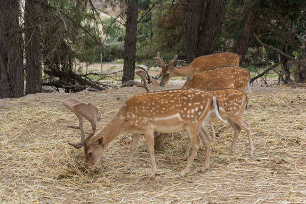 A group of four fallow deer Dama Dama grazing in the forest. Wildlife scene from nature. Safari Aitana, Penaguila, Spain.