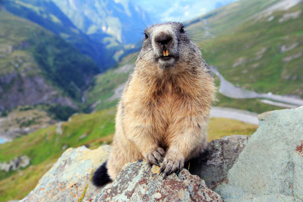 un marmot alpestre en las montañas muestra sus dientes - groundhog fotografías e imágenes de stock