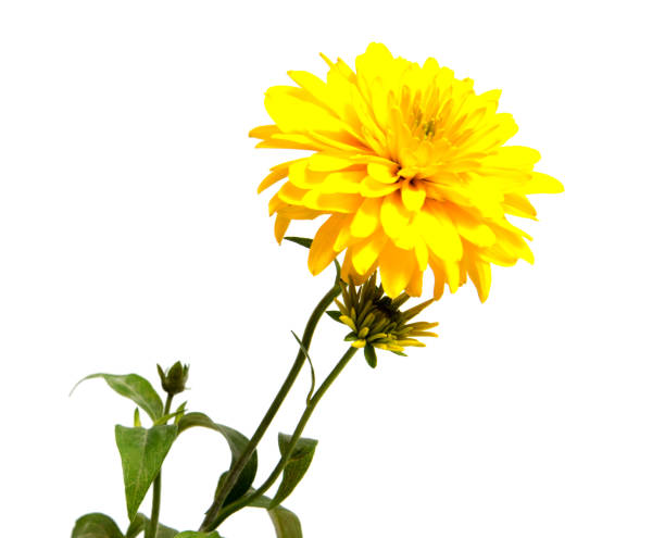 istock Chrysanthemum flower on a long stem on a white background is insulated 874562176
