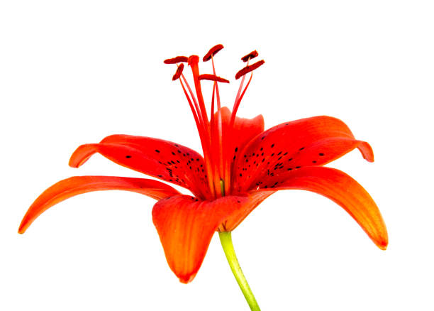 istock Beautiful daisy flowers isolated on  background 874565402