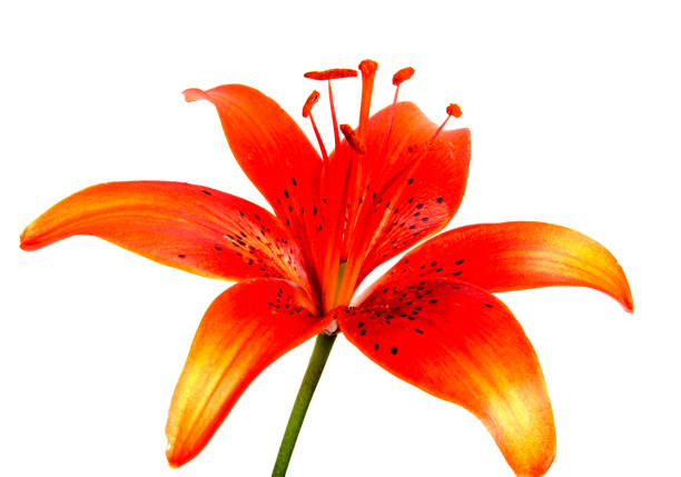 istock Beautiful daisy flowers isolated on  background 874565508