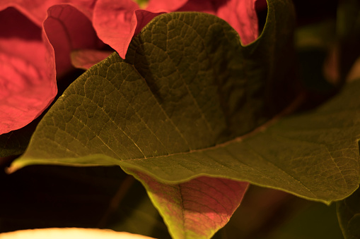 Poisettia green leaf macro scene