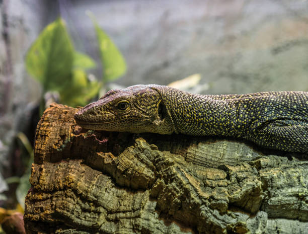 istock The lizard on a branch in zoological garden 874568684