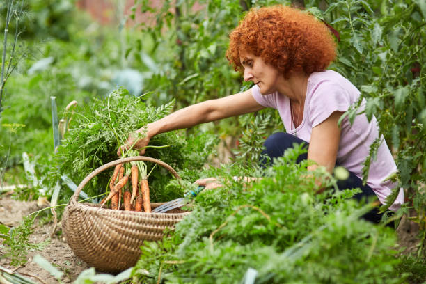 istock Woman farmer picking carrots 874569178