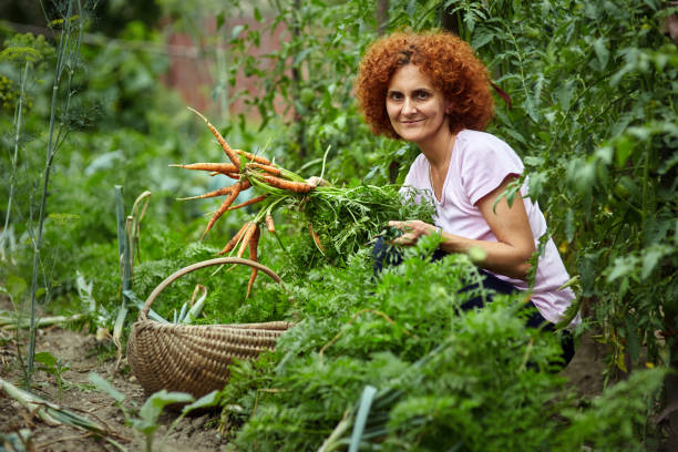 istock Woman farmer picking carrots 874569182