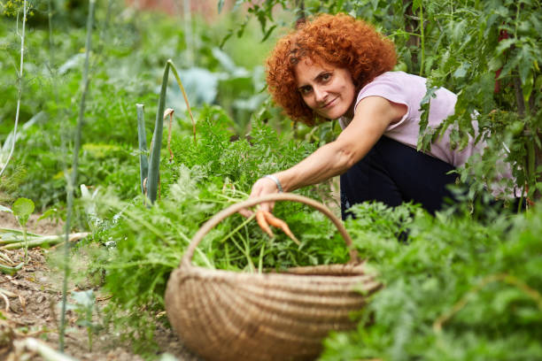 istock Woman farmer picking carrots 874569200