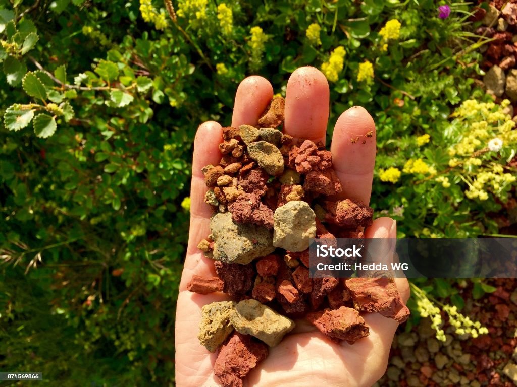 Red and brown lava stones in an old woman's hand in the front, and flowers and green plants in the background A hand of an old woman is holding small lava stones which are red and brown. In the background are green plants and yellow flowers Beauty In Nature Stock Photo