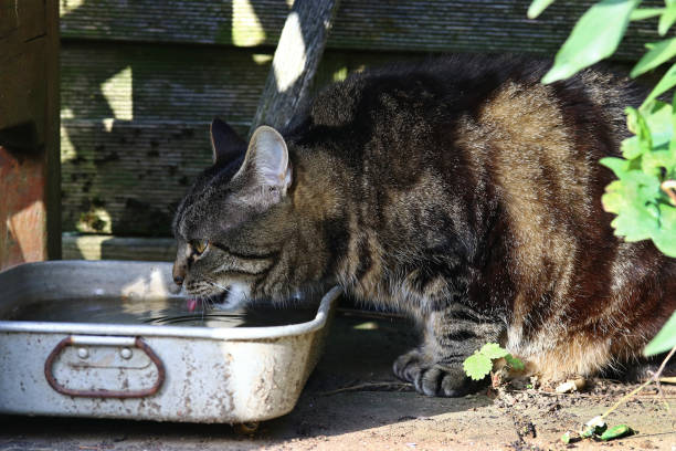 istock A thirsty cat drinking rainwater in summer 874570146