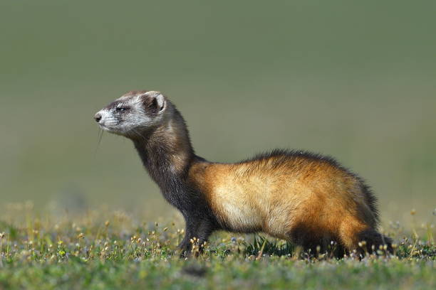 The steppe polecat or masked polecat in natural habitat (Mustela eversmanii) The steppe polecat or masked polecat in natural habitat (Mustela eversmanii) polecat stock pictures, royalty-free photos & images