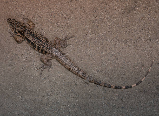 istock The lizard on a sand in zoological garden 874576432