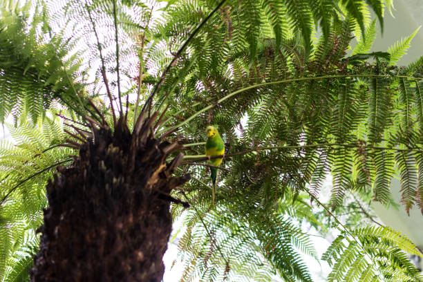 istock budgerigar with yellow and green feather sitting on palm 874576742