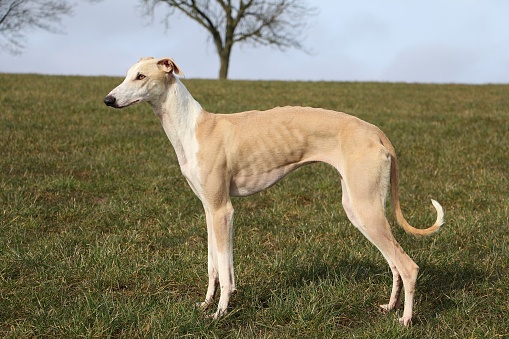Greyhound stands on a meadow