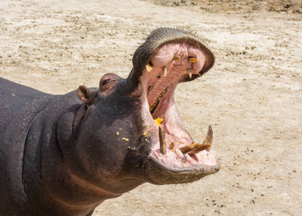 istock Hippo opening jaws. Head closeup in wildlife. 874577026