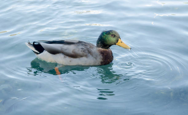istock Wild duck swimming on pond. 874577106