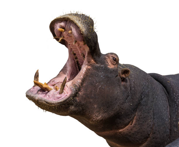 istock Hippo opening jaws. Head closeup. White background 874579182