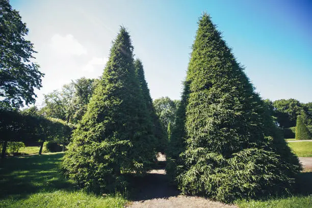 Thuja Trees in the Park