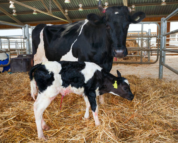 A newborn calf and cow on the farm. stock photo