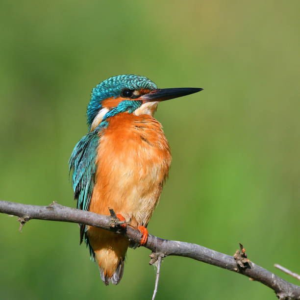 istock kingfisher (alcedo atthis) in natural habitat 874579970