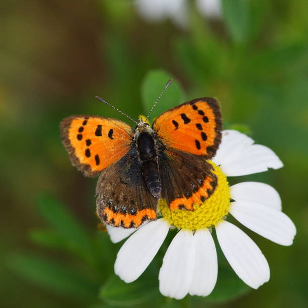 istock butterfly (lycaena dispar) in natural habitat , sitting on white flower 874580104