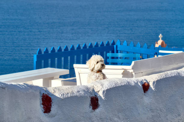 Curious white lapdog on white terrase in Oia, Santorini, Greece