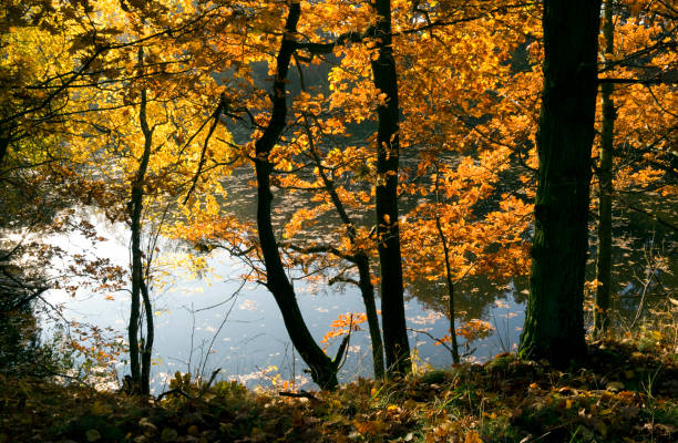 istock Germany: Autumnal atmosphere at a romantic little pond 874593896
