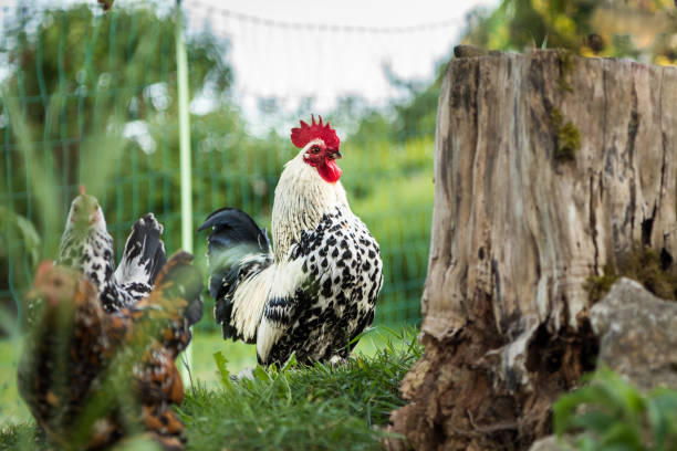 rooster and chicken on the meadow - hahnenkamm imagens e fotografias de stock