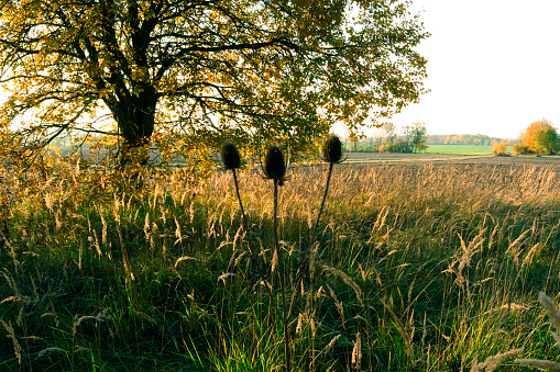 Three faded teasel heads in front of the autumnal idyll at the foot of the recultivated mine dump in Beerwalde