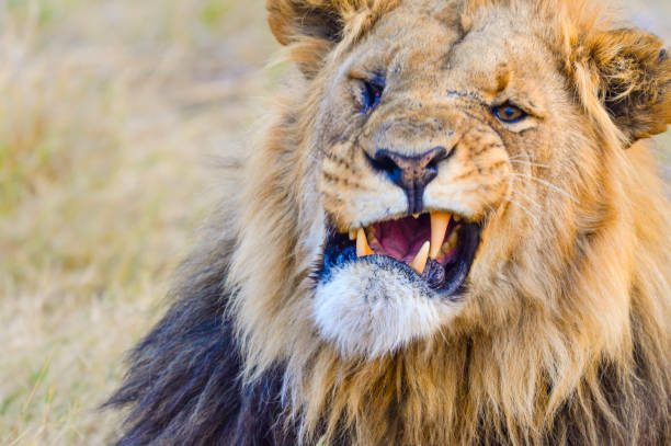 istock Lion in the wild. Snarling and roaring. 874599878