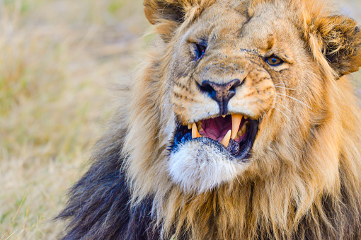 Lion in the wild. Snarling and roaring. Close up