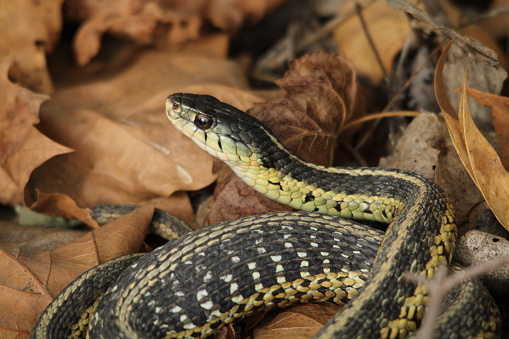 garter snake sunning himself in leaves
