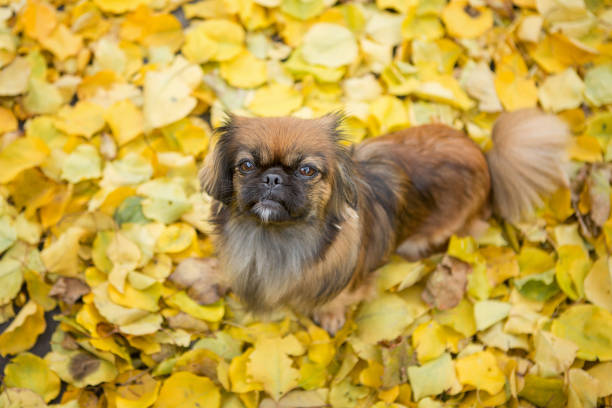 Affascinante cane di razza pechinese - foto stock