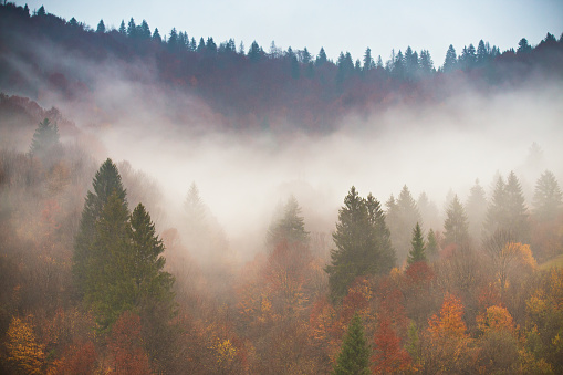 Rain in autumn colorful forest. Clouds of fog at rainy day in mountains. Pine, spruce, hornbeam and beech woodland