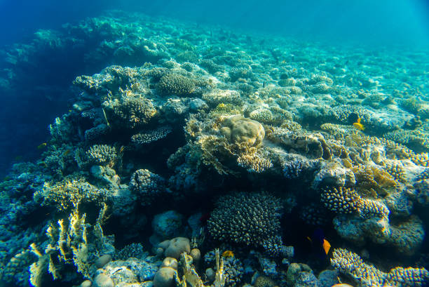 arrecife de coral bajo el agua - vitality sea aquatic atoll fotografías e imágenes de stock
