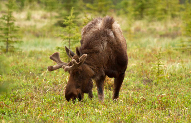 istock Male moose standing in a field 874609548