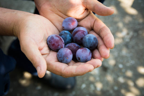 istock Plum harvest. Farmers hands with freshly harvested plums 874610464