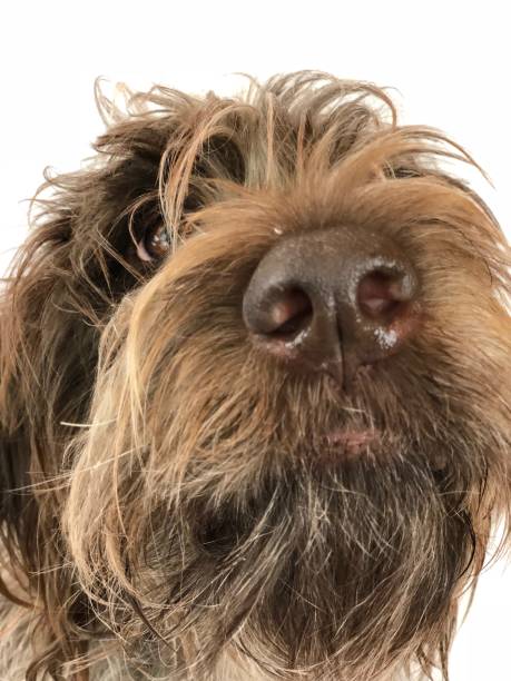 istock Wirehaired pointing griffon at Christmas - dog 874610508