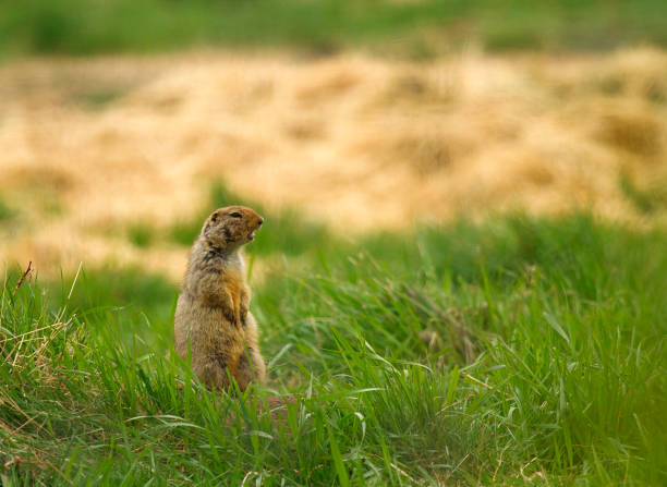 istock Hoary marmot yelling 874616180