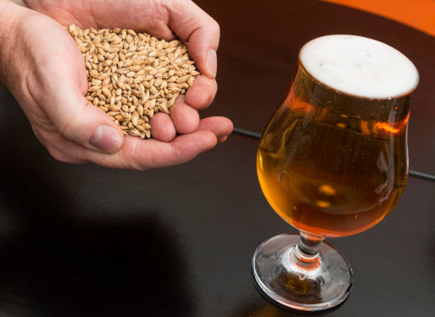 glas bier und eine hand mit gerste - brewery beer barley cereal plant stock-fotos und bilder