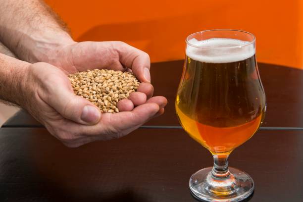 glas bier und eine hand mit gerste - brewery beer barley cereal plant stock-fotos und bilder