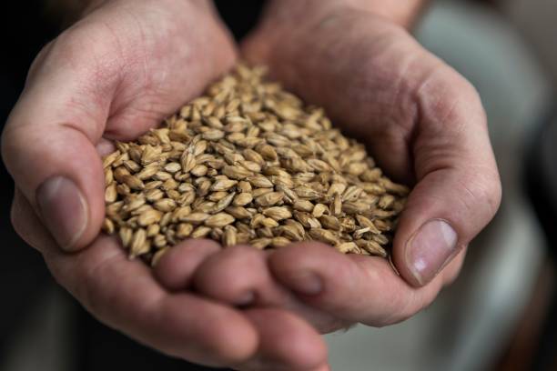 hand mit gerste - brewery beer barley cereal plant stock-fotos und bilder