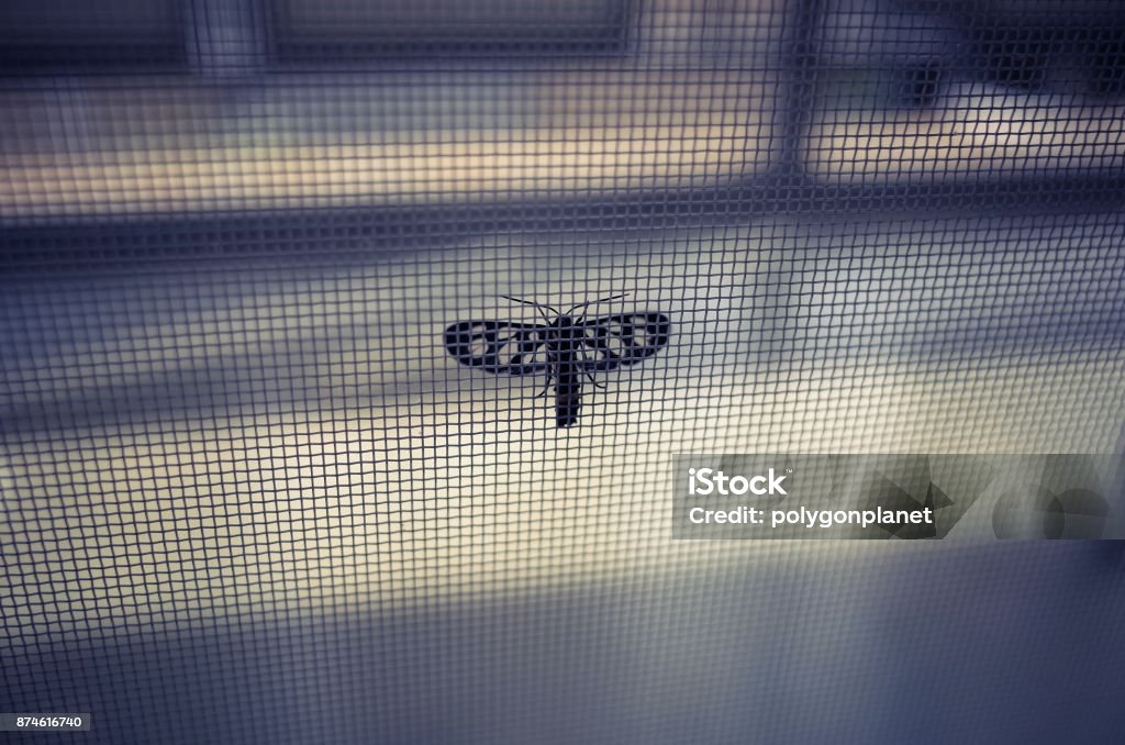 Insects caught in the net Window Stock Photo