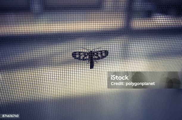 Insects Caught In The Net Stock Photo - Download Image Now - Window, Grid Pattern, Bow Tie