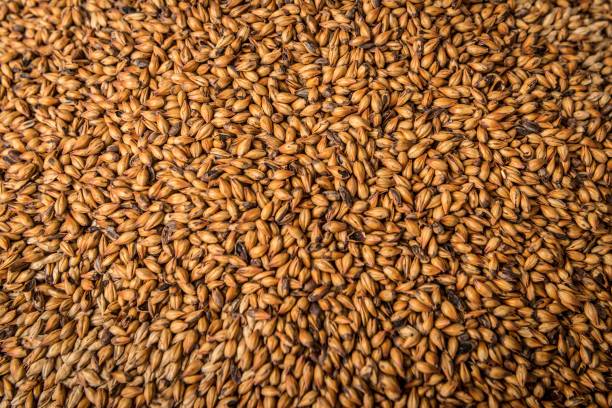 gerste  - brewery beer barley cereal plant stock-fotos und bilder