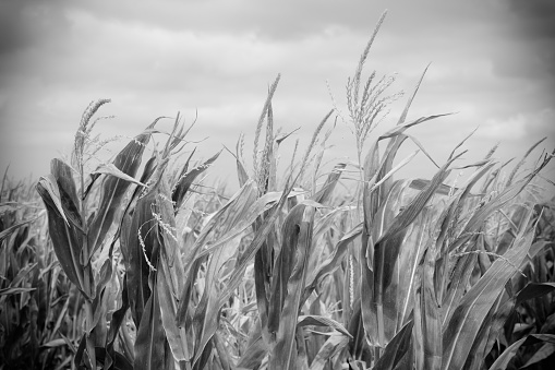 Corn - Crop, Field, Farm, Plant, Cloud - Sky