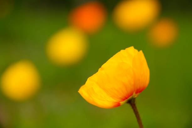 Yellow and Orange Poppies in green field