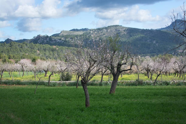 istock Blossoming almond trees Mallorca 874625760
