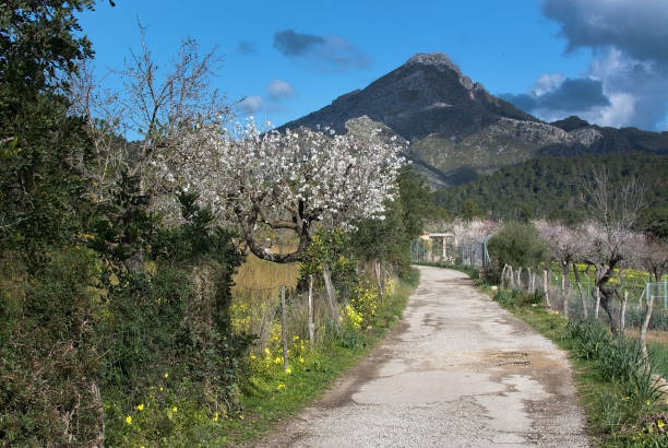 istock Blossoming almond trees Mallorca 874625774