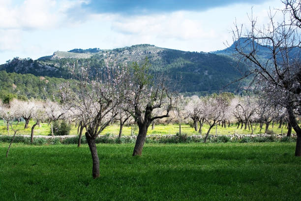 istock Blossoming almond trees Mallorca 874625776